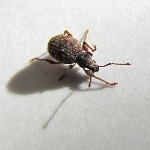 Réf. 271 050 : Otiorhynchus crataegi